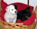 hundebabies 001.webp