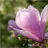 Magnolie